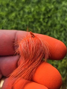 Giddar Singhi Jackal Horn Siyar ritual Wicca Pagan Magic black amulet evil eye T - Picture 1 of 11