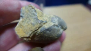 GEOLOGICAL ENTERPRISES Ordovician  fossil  Brachiopod Composita Texas - Picture 1 of 4