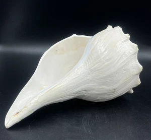 AUSPICIOUS DAKSHINAVARTI SHANKH CONCH HINDUISM IDOL 8 Inches - Picture 1 of 10