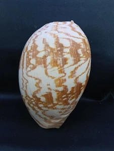 MASSIVE, heavy 11" melo AMPHORA Australian bailer sea shell Collector #12778 - Picture 1 of 5