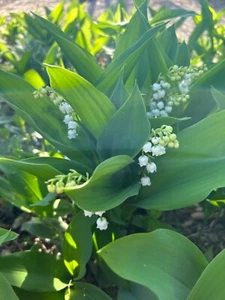 (10) Lilly of the Valley - Perennial Bare Root Live Flowering Plant 🌱 - Picture 1 of 3