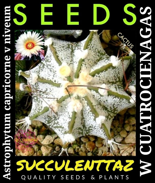 Astrophytum capricorne v niveum 10 x Seeds STAR CACTUS CACTI SUCCULENT Trackable - Image 1 of 4