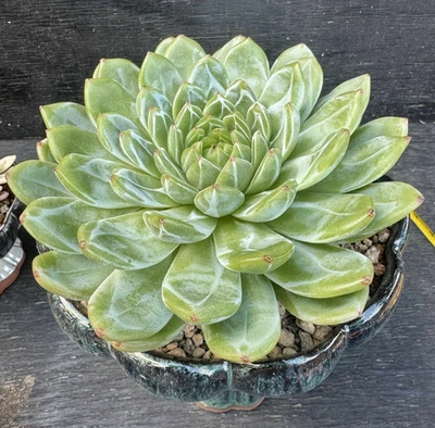 Suculentas Importadas Planta Viva Rara Suculenta Decoración del Hogar Echeveria Copo de Nieve Foto 1 de 4