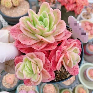 Echeveria ice rose Variegated 4cm Succulent - Picture 1 of 3