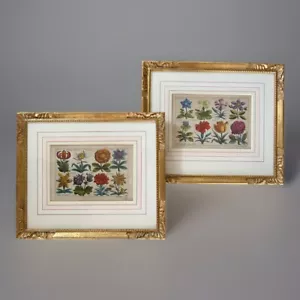 Coppia di incisioni botaniche John Dunstall colorate a mano, pub. P Stent Londra C 1690 - Foto 1 di 15