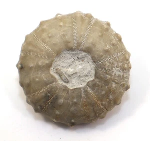 Seeigel, Phymosoma texanum, Kreide, Austin Formation, Austin, Texas,USA -f815 - Picture 1 of 7