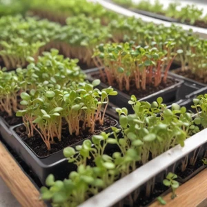 Brussels Sprouts Microgreen Seeds - Long Island: Non-GMO Heirloom Sprout Seeds - Picture 1 of 4