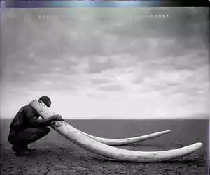 Nick Brandt - Quer durch wüstes Land - Bild 1 von 1