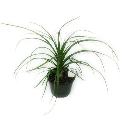 FlowerPotNursery Ponytail Palm Beaucarnea recurvata 6 Inch Pot - Image 1 of 4