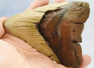 Megalodon Shark Teeth XLG Real FOSSIL 5 - 24 million year old 120mm 5.0" 595dd - Picture 1 of 16