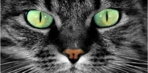 Tabby Cat Green Eyes License Plate, 12” Metal Novelty Wall Decor, Pet Lover - Picture 1 of 1