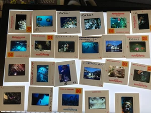 250/Lote años 70 arrecife de coral submarino 35 mm película tobogán peces de océano buceo - Imagen 1 de 2
