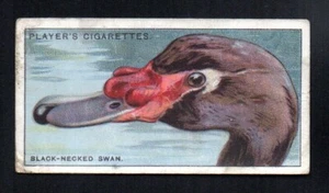 THE BLACK-NECKED SWAN 1929 JOHN PLAYER CIGARETTES CURIOUS BEAKS #48 GOOD/VG - Picture 1 of 2