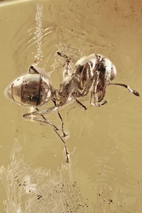 GESOMYRMEX Formicinae Anti Inclusione Fossile Originale AMBRA BALTICA + HQ Pic 241107 - Foto 1 di 6