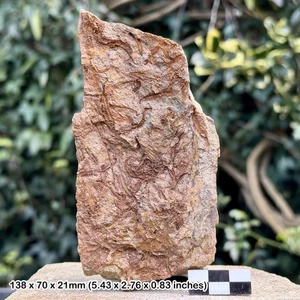 Rare Fossil Brittle Stars Ophiura, Ordovician Period, Authentic Draa Valley - Picture 1 of 2