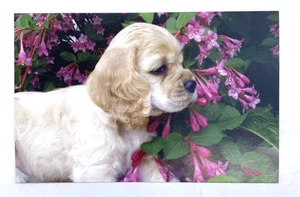Cocker Spaniel Welpen Postkarte aus dem Leserdienst Postkartensammlung - Bild 1 von 2