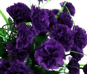 NELKENGRENADIN KING OF BLACKS Dianthus Caryophyllus - 200 große Samen - Bild 1 von 1