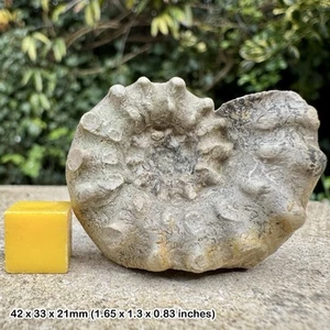 Euaspidoceras hypselum Fossil Ammonit - Lower Oxfordian, Jurassic - Segenthal, - Bild 1 von 3