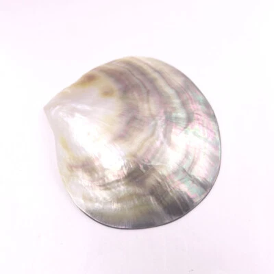 Natural Black Lip Shell Clam Mother of Pearl Oyster MOP 90mm-100mm - Image 1 of 4