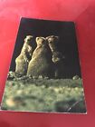 A Group Of Prairie Dogs Lincoln Park Zoochicago Illinoisus 1974 Postcard 1