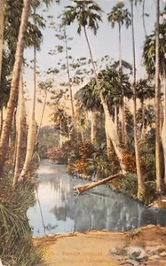 Cartolina - Cuba - Paisaje - Tropical Landscape - 1919 - Foto 1 di 2