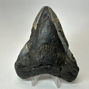 Megalodon Shark Tooth 4.50 Inch - Natural - Carolina Fossil - Authentic 19498 - Picture 1 of 8