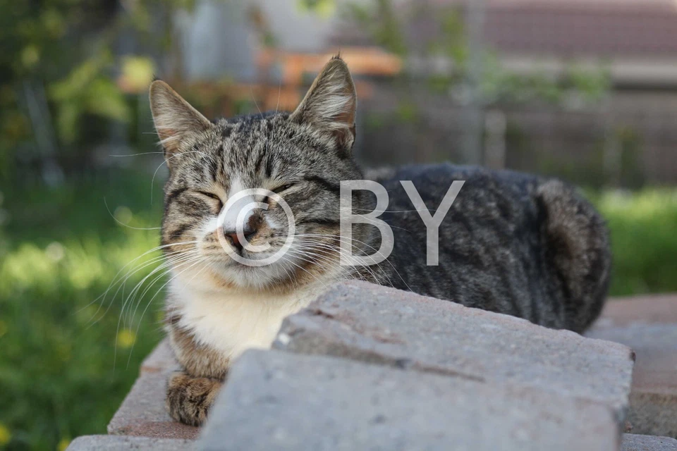 Ilustración de producto digital fotográfico. Gran gato Tomás, Israel. Foto 1 de 1