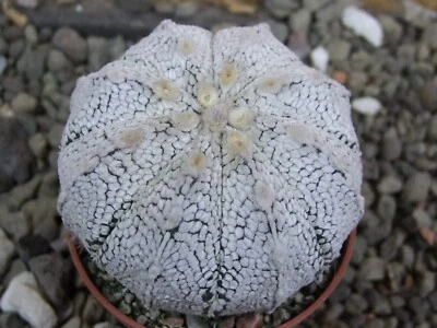 7c28 Astrophytum Super Kabuto hybrid, pot 5,5 cm - Image 1 of 4