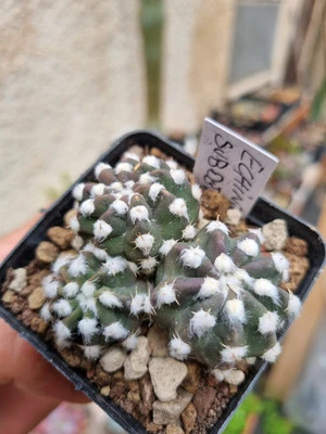 ECHINOPSIS SUBDENUDATA CACTUS VASO 7 CM FOTO REALE PIANTA GRASSA RADICATA - Immagine 1 di 3