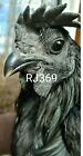 3 Pure Ayam Cemani Fertile Hatching Egg Totally Black Exotic Rare Breed Chicken