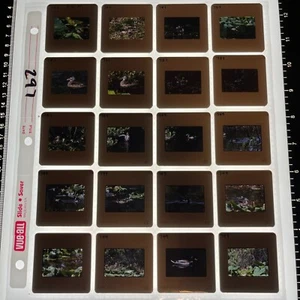 VTG 35mm Lot of 20 Color Slides Washington Pacific NW Ducks Birds Nature Water - Picture 1 of 2