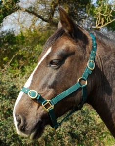 EXTRA FULL HEADCOLLAR XF NYLON HALTER HORSE *FREE POSTAGE* - Picture 1 of 10