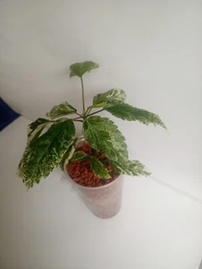 Hibiskus Variegata Rosa-Sinensis "Rarität" - Bild 1 von 2