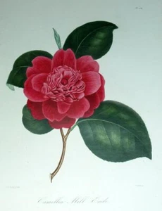 LE CAMÉLIA ROUGE MILLENDE Lithographie illustration gravure Oudet, Berlese 1840 - Picture 1 of 2