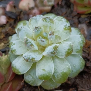 Echeveria Blue beauty new Succulent plant - Picture 1 of 4
