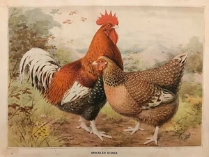 1902 Estampado antiguo; Aves de corral: Sussex moteado después de J.W. Ludlow - Imagen 1 de 2