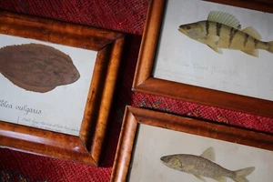 19th Century French Hand Penned Fish Housed in Maple Frames Curio Taxidermy - Picture 1 of 16