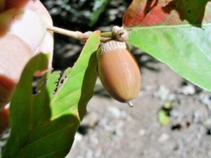 10 KONARA EICHENEICHELN - Quercus serrata - Bild 1 von 7