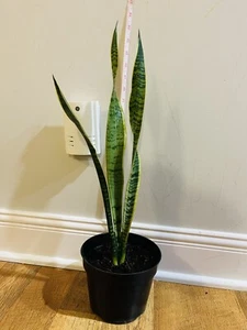 Snake Plant-Sansevieria- Air Purifier Indoor Plants - Picture 1 of 5