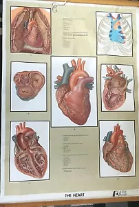 old medical teaching chart THE HEART No. CG 6 from Adam,Rouilly - Picture 1 of 8