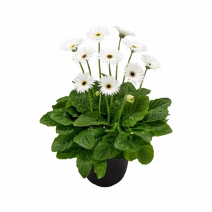 Gerbera 'Sweet Frosting'. 5cm Plant x 2. White perennial flowers for cutting - Picture 1 of 3
