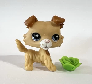 Littlest Pet Shop Blind Bag: #2452 Collie Dog - Picture 1 of 5