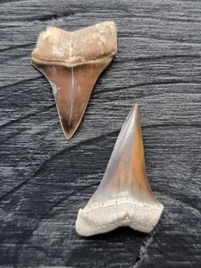 Set aus 2 Zähnen des Mako Hai mit 2,7 cm und 2,4 cm - Hai Zahn Fossil - Bild 1 von 2