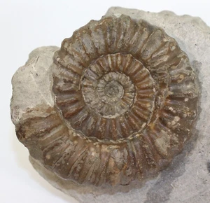 Ammonit, Androgynoceras lataecosta, Jura, Pliensbach, Haverlahwiese, BRD -i600 - Bild 1 von 6