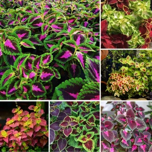 100x Blue Red Hosta Plant Seeds Hosta plantaginea Garden Flowers Perennials - Picture 1 of 12