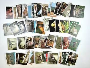 Vintage Tiere der Welt 74 Aufkleber Lot verschiedene zwischen #3 - #91 - Bild 1 von 6