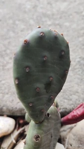 Winter Hardy Prickly Prickly Pear Cactus cacti  2 pads 3 inch - Picture 1 of 2