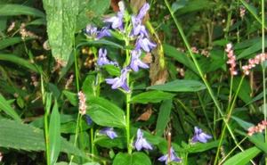 Lobelia inflata | Indian Tobacco | Puke Weed | 100 Seeds - Picture 1 of 7