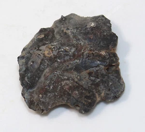 Krebs, Dakoticancer overanus, Kreide, Carson County, South Dakota, USA -eb9977 - Picture 1 of 5