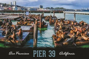 Postcard California San Francisco Pier 39 Sea Lions MINT Unused - Picture 1 of 1